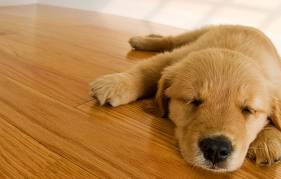 Dog on Hardwood